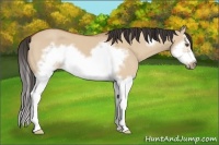 Horse Color:Bay Dun Sabino Splash Frame 