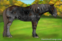 Horse Color:ERROR: UNKNOWN ANOMALY