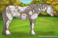 Horse Color:Chocolate Palomino Ice 
