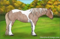 Horse Color:Red Roan Tobiano 