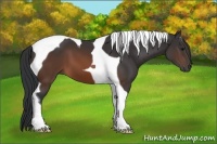Horse Color:Brown Tobiano 