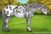 Horse Color:White Spotted Black Frame Appaloosa 