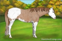 Horse Color:Red Roan Splash Snowcap 