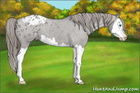 Horse Color:Grullo Roan Splash Appaloosa 