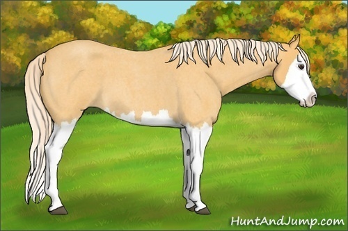 Horse Color: Palomino Roan Splash 