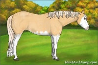Horse Color:Palomino Roan Splash 