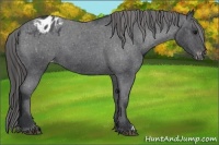 Horse Color:Blue Roan Blanket 
