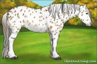 Horse Color:Buckskin Leopard 