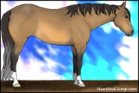 Horse Color:Buckskin 