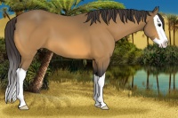 Horse Color:Buckskin Splash 