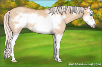 Horse Color:Silver Classic Champagne Dun Splash Frame 