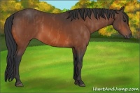 Horse Color:Bay  Brindle