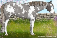 Horse Color:White Spotted Smoky Blue Roan Splash Appaloosa