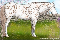 Horse Color:Chestnut Sabino Near Leopard 