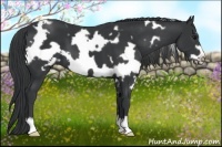 Horse Color:White Spotted Black Frame 