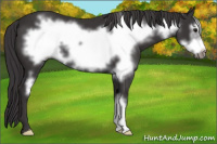 Horse Color:Smoky Black Frame 