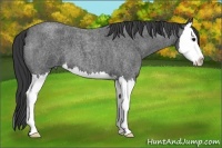 Horse Color:Blue Roan Splash 