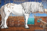 Horse Color:Chocolate Palomino Appaloosa 