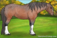 Horse Color:Brown Appaloosa