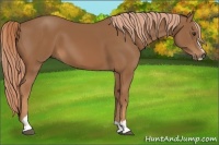 Horse Color:Chestnut Sabino 