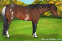 Horse Color:White Spotted Bay