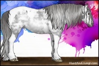 Horse Color:Gray Black Ice Tobiano Appaloosa