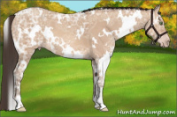 Horse Color:White Spotted Amber Champagne Ice 