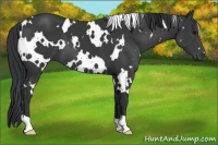 Horse Color:White Spotted Black 