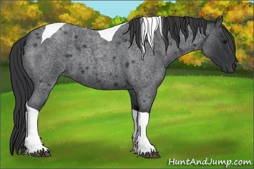 Horse Color:Blue Roan Tobiano