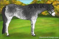 Horse Color:White Spotted Black 