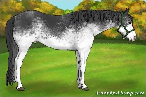 Horse Color:White Spotted Black