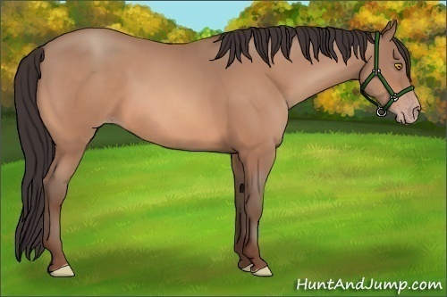 Horse Color:Amber Champagne 