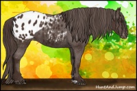 Horse Color:Liver Chestnut Appaloosa 