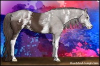 Horse Color:White Spotted Liver Chestnut Sabino 
