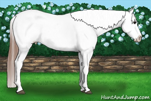 Horse Color: Black Fewspot 