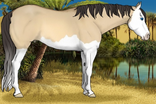 Horse Color: Buckskin Dun Splash 