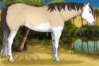 Horse Color:Buckskin Dun Splash 