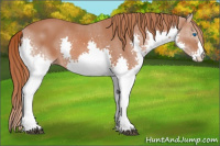 Horse Color:Liver Chestnut Splash
