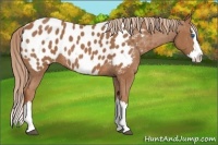 Horse Color:Chestnut Splash Appaloosa 
