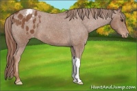 Horse Color:Chestnut Appaloosa