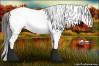Horse Color:Liver Chestnut Frame 