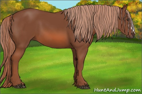 Horse Color: Liver Chestnut 