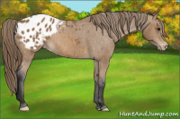 Horse Color:Buckskin Blanket 