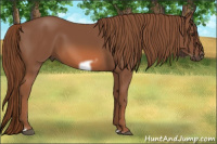 Horse Color:Liver Chestnut Frame 