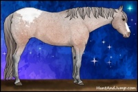 Horse Color:Brown Appaloosa 