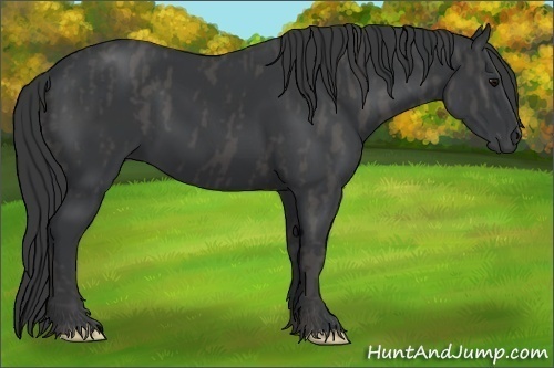 Horse Color: Black  Brindle