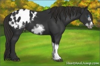 Horse Color:Liver Chestnut Frame Appaloosa 
