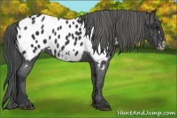 Horse Color:Black Frame Near Leopard 