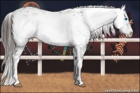 Horse Color:Liver Chestnut Frame 