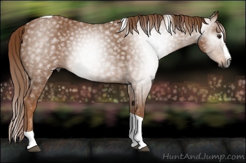 Horse Color:Unknown 